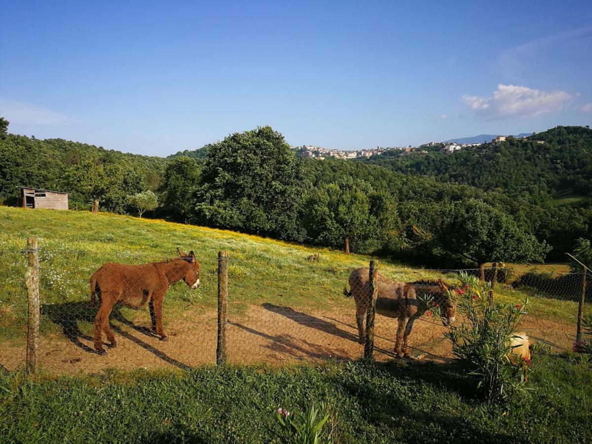 Agriturismo Cisogna Villa Anagni Bagian luar foto